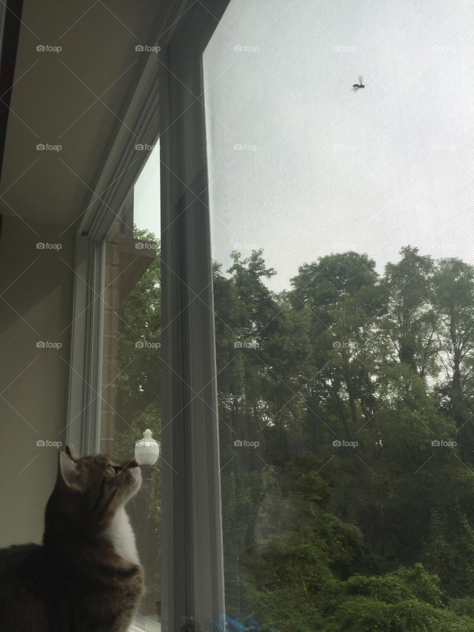 Window, Cat, People, Mammal, One
