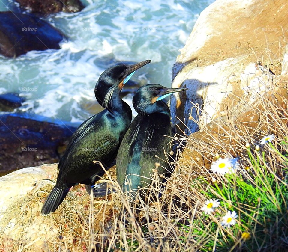 Brandt’s Cormorants in La Jolla