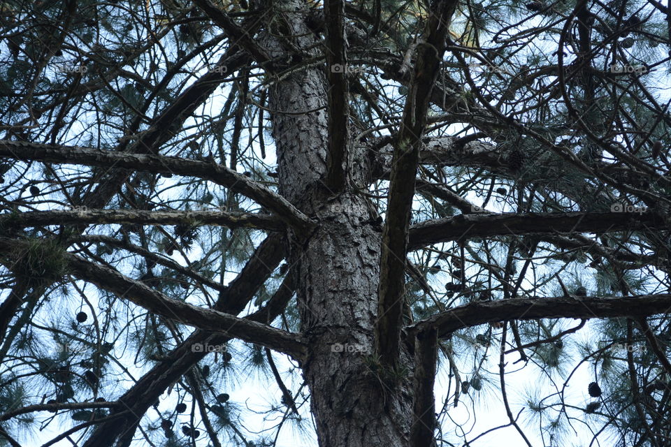 Coniferous tree 