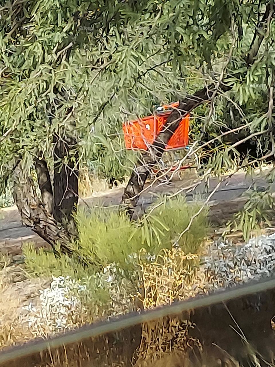 shopping cart in the desert