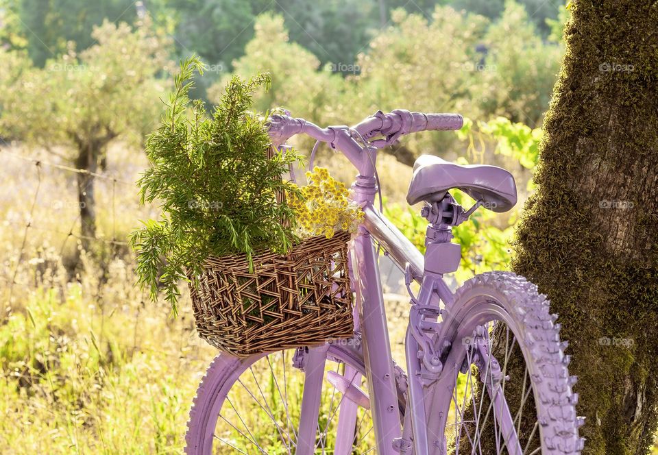 A purple bicycle with a basket of flowers and rosemary on the handle bars, leaning against a tree overlooking an olive grove