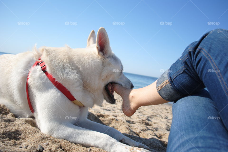 A dog biting my foot at the beach