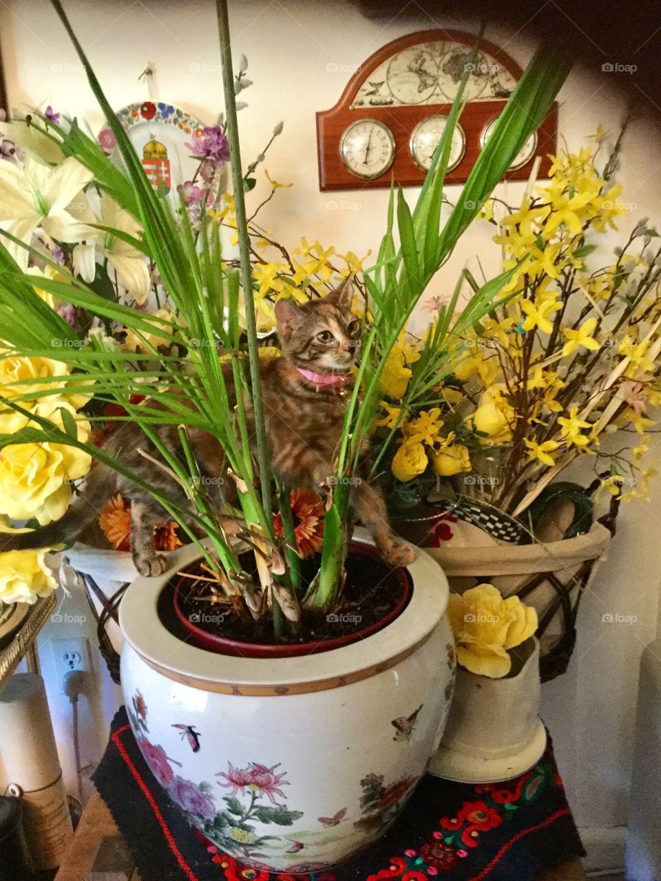 Mischievous kitty cat / Fun animals in our daily life 