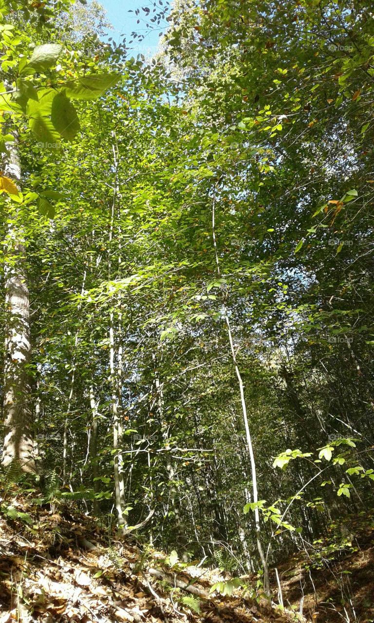 Sunshine through the tree's