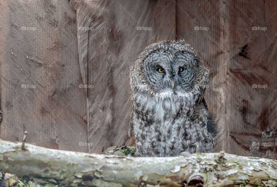 Grey owl with yellow eyes and accents 