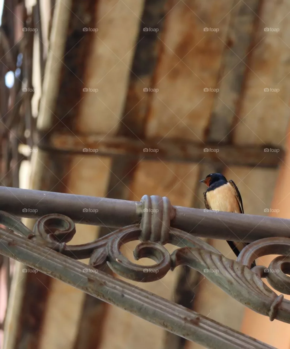 Swallow