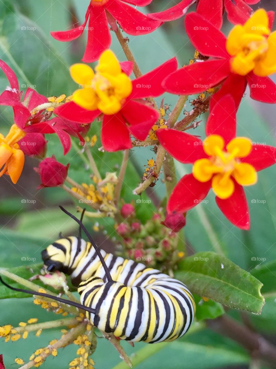 Monarch caterpillar . From our butterfly garden 
