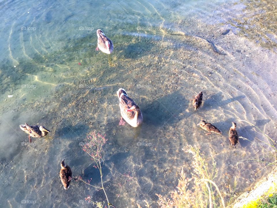 ducks swimming in the cool clear water visible on the bottom,small wildflowers in sunset