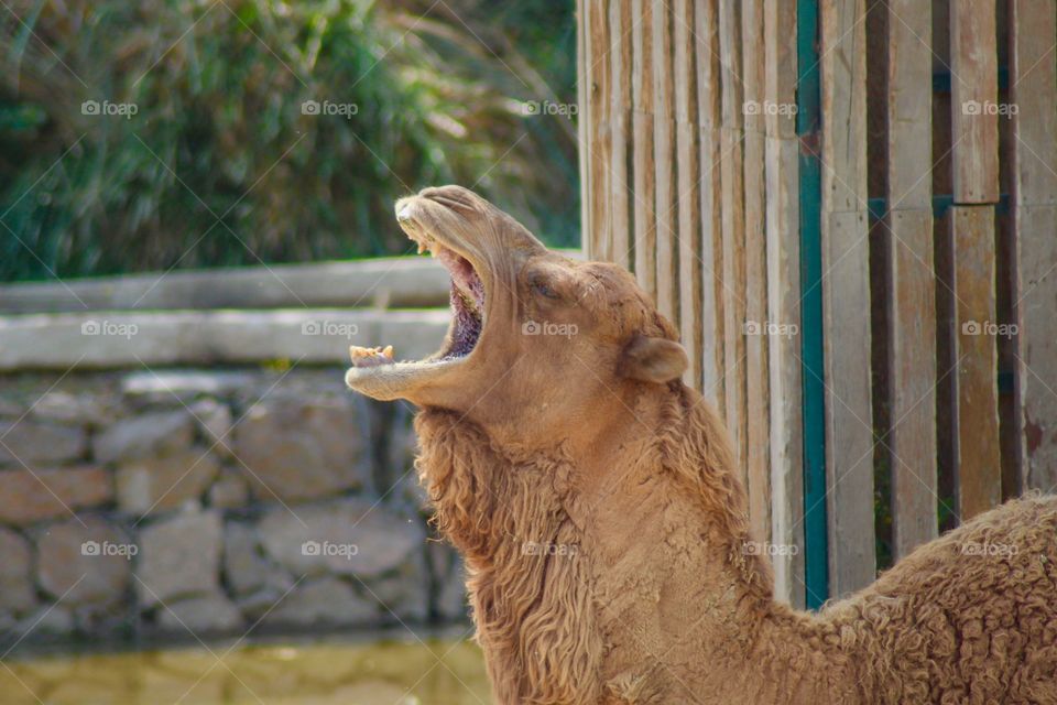 The Sleepy Camel