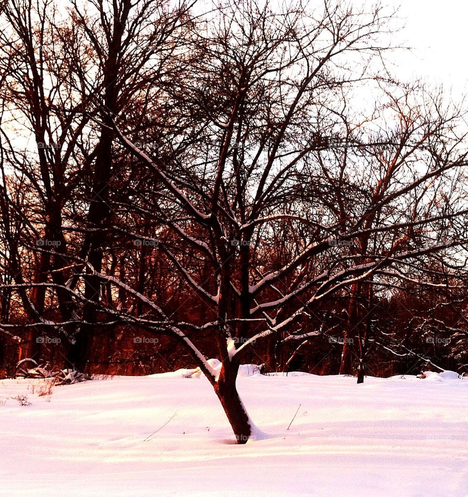 Sunset apple tree