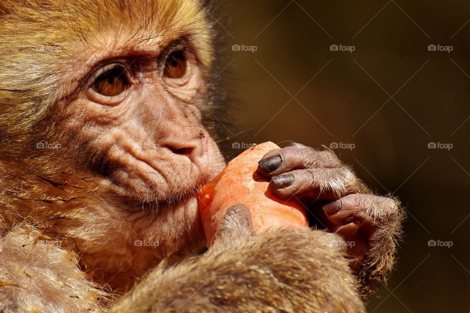 a baby monkey eating frankey