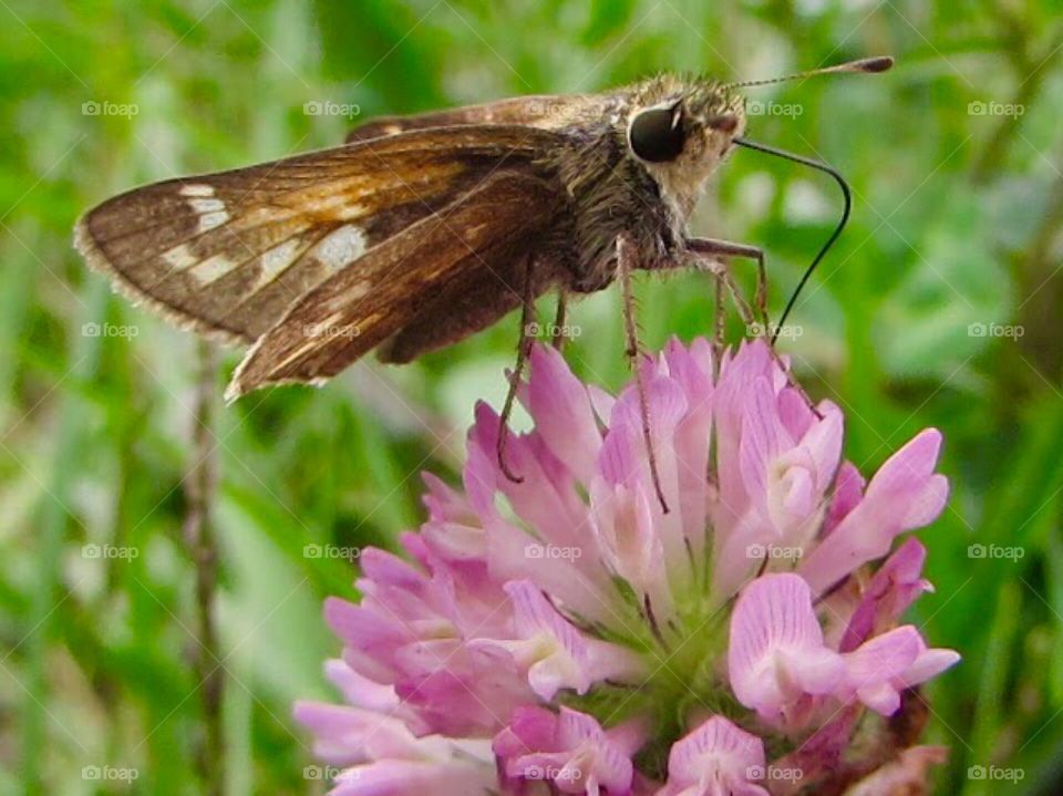 Butterfly, insects 