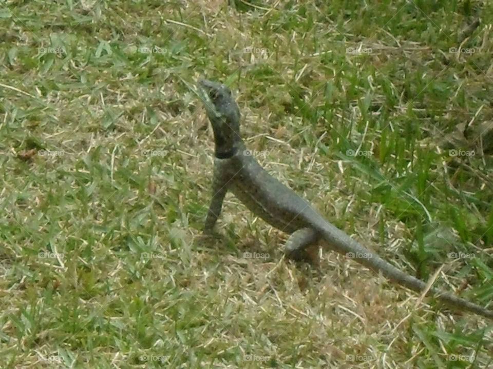 lizard