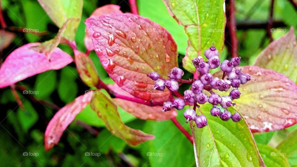 Red bush