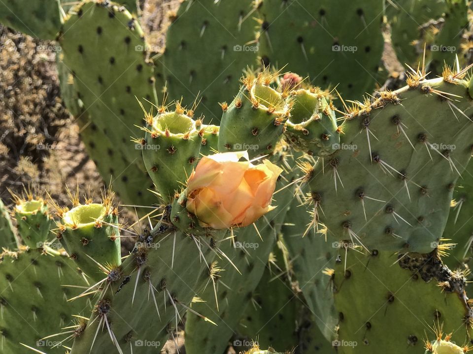 Nature - Floral Desert Landscape 