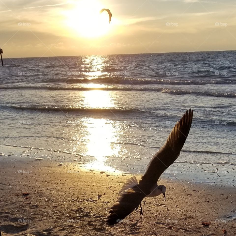 enjoying the sunset at Clearwater beach