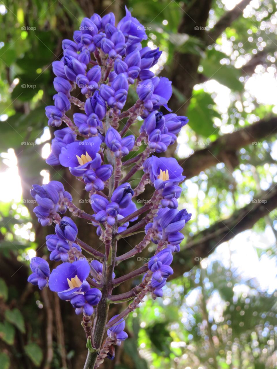 Purple flower