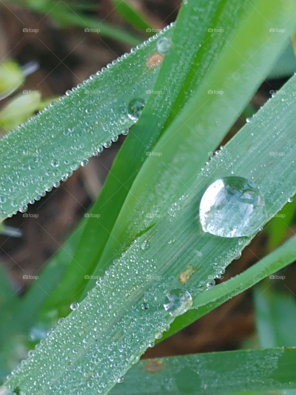 Close-up of clear, reflective raindrop with smaller collected around it resting on blades of grass crossing closely by each other.