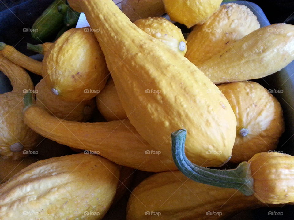 squash. vegetables