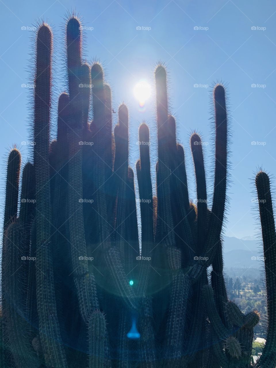Cactus y sol