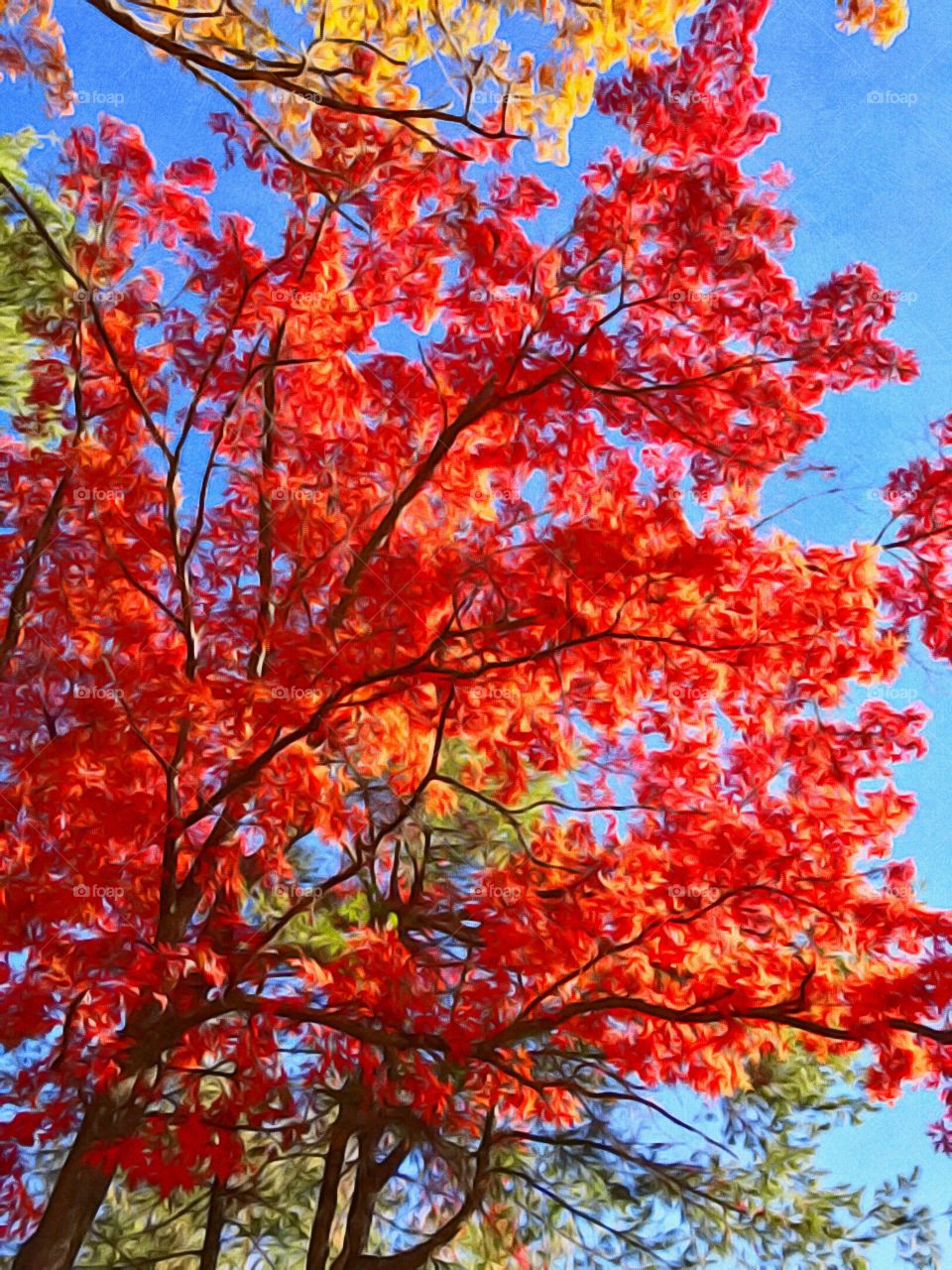 Fall foliage in New Hampshire. Picture was edited with iPhone app Brushstroke to make it look like a painting. 