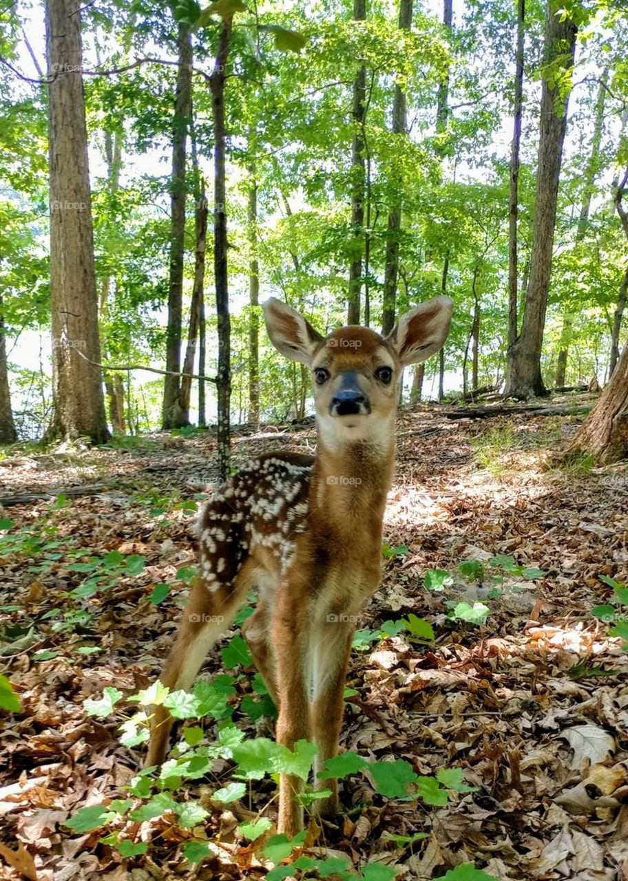Curious fawn in the woods who lost its mother.