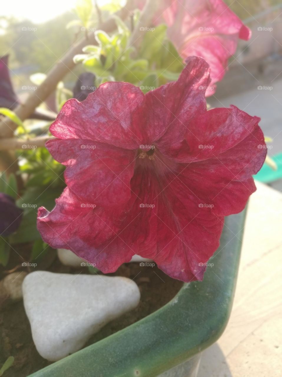 pitunia pinkish flower fresh seasonal looking very beautiful generally found everywhere