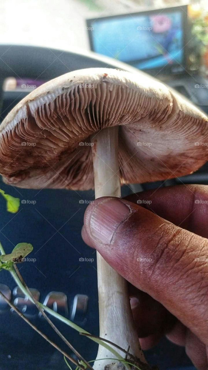 mushroom plant