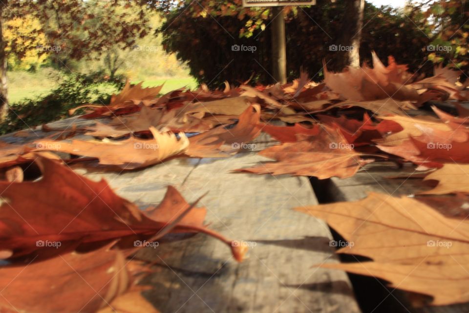 A walk through the countryside watching the leaves fall from the trees. A stunning autumn landscape.