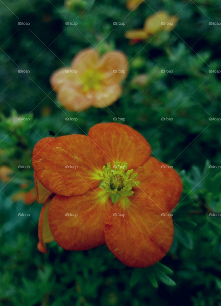 fall flower