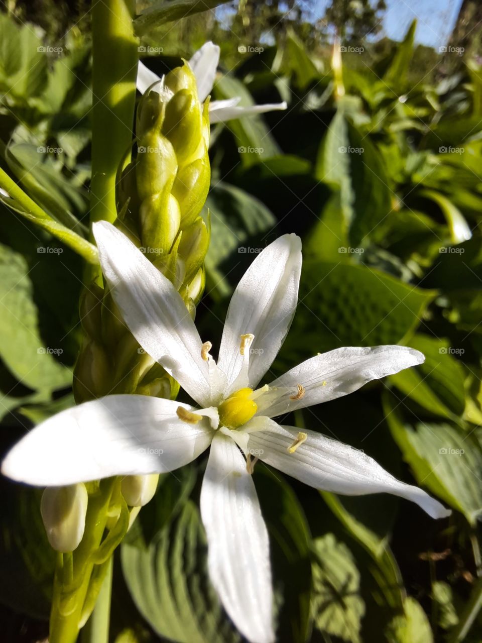 flowers