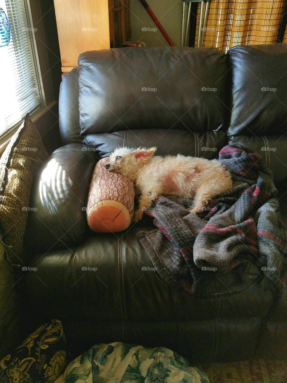 Dogs of the USA! Dog sleeping on couch.