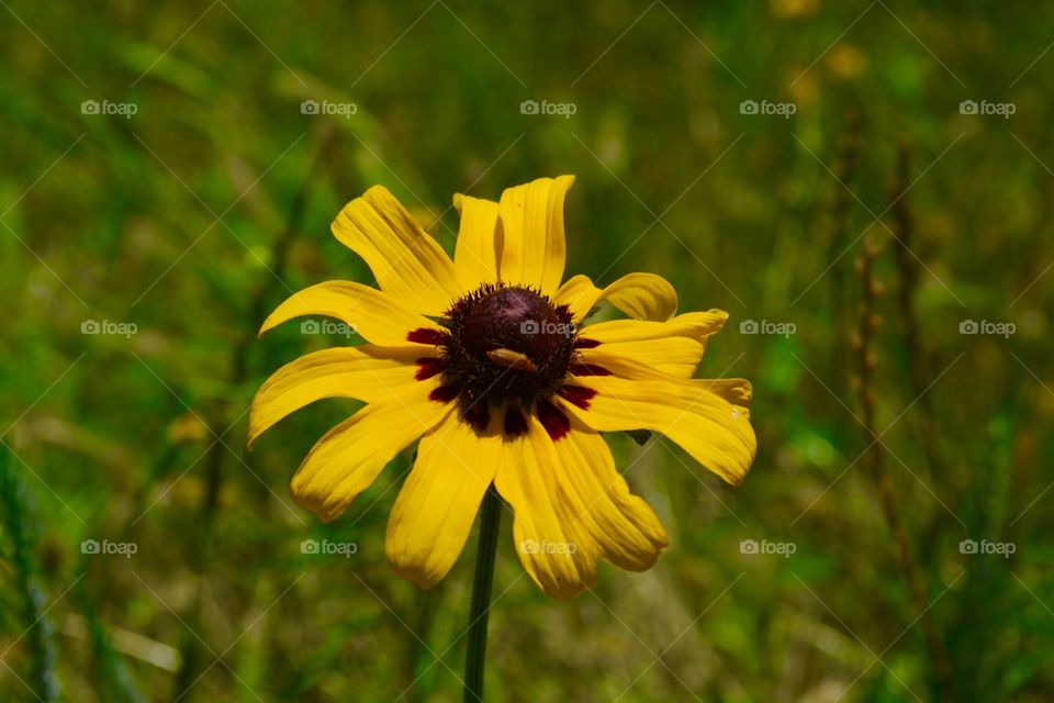 Imperfect yellow flower