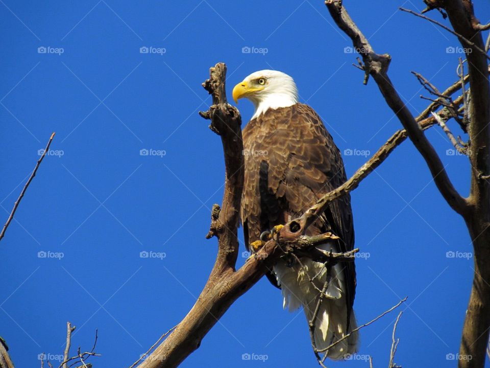 Bald eagle atop the tree