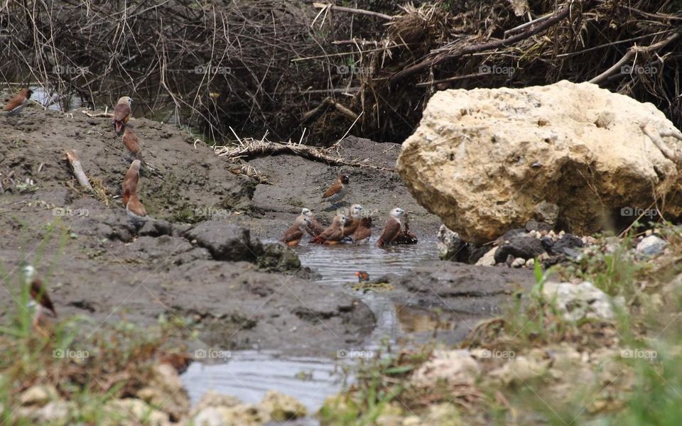 Pale headed munia, scally breasted munia and looks for soliter zebra finch one into the water interest. More than looking for gathering to the munia's group. Where're the munia so happy playing with the flowing water .