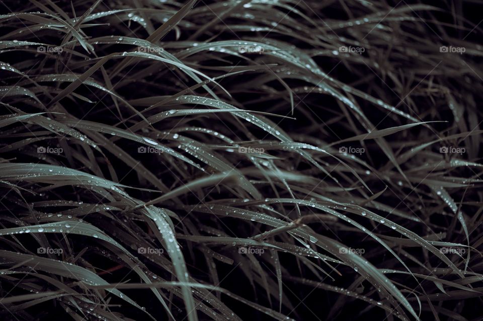 Abstract background with rain drops on green grass