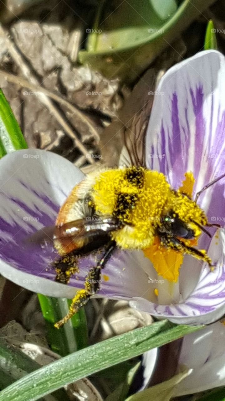 Spring Pollination