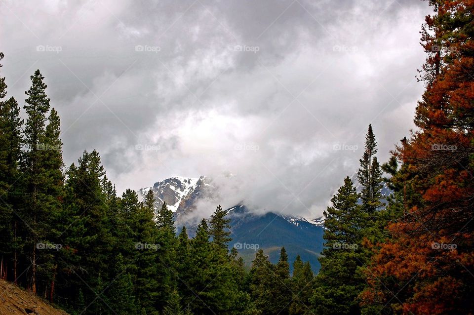 tree mountain group1 by refocusphoto