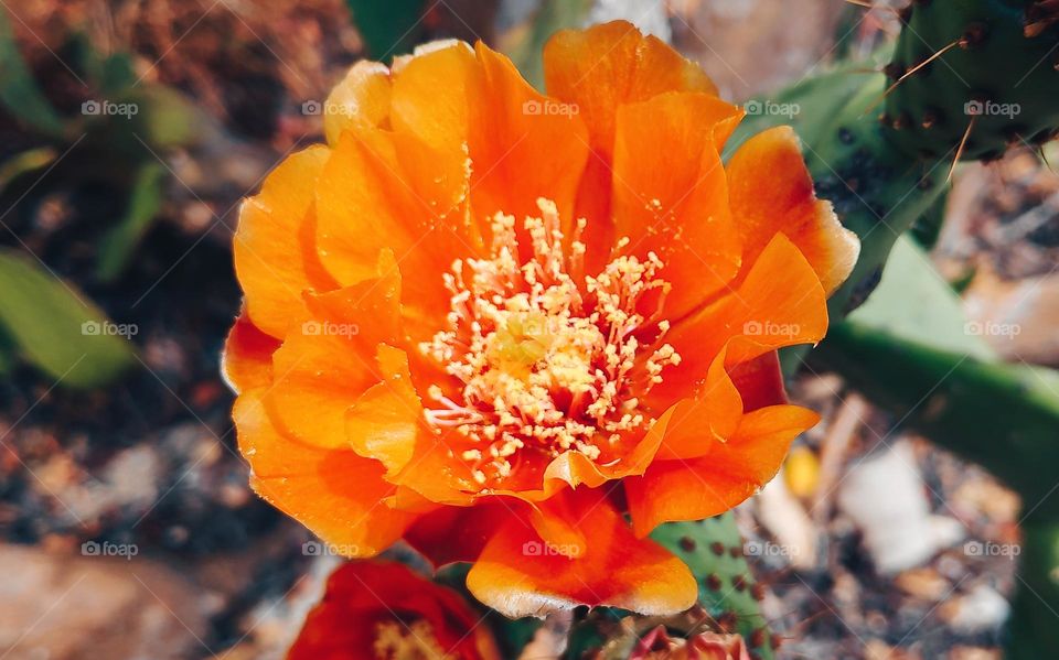 Opuntia flower.