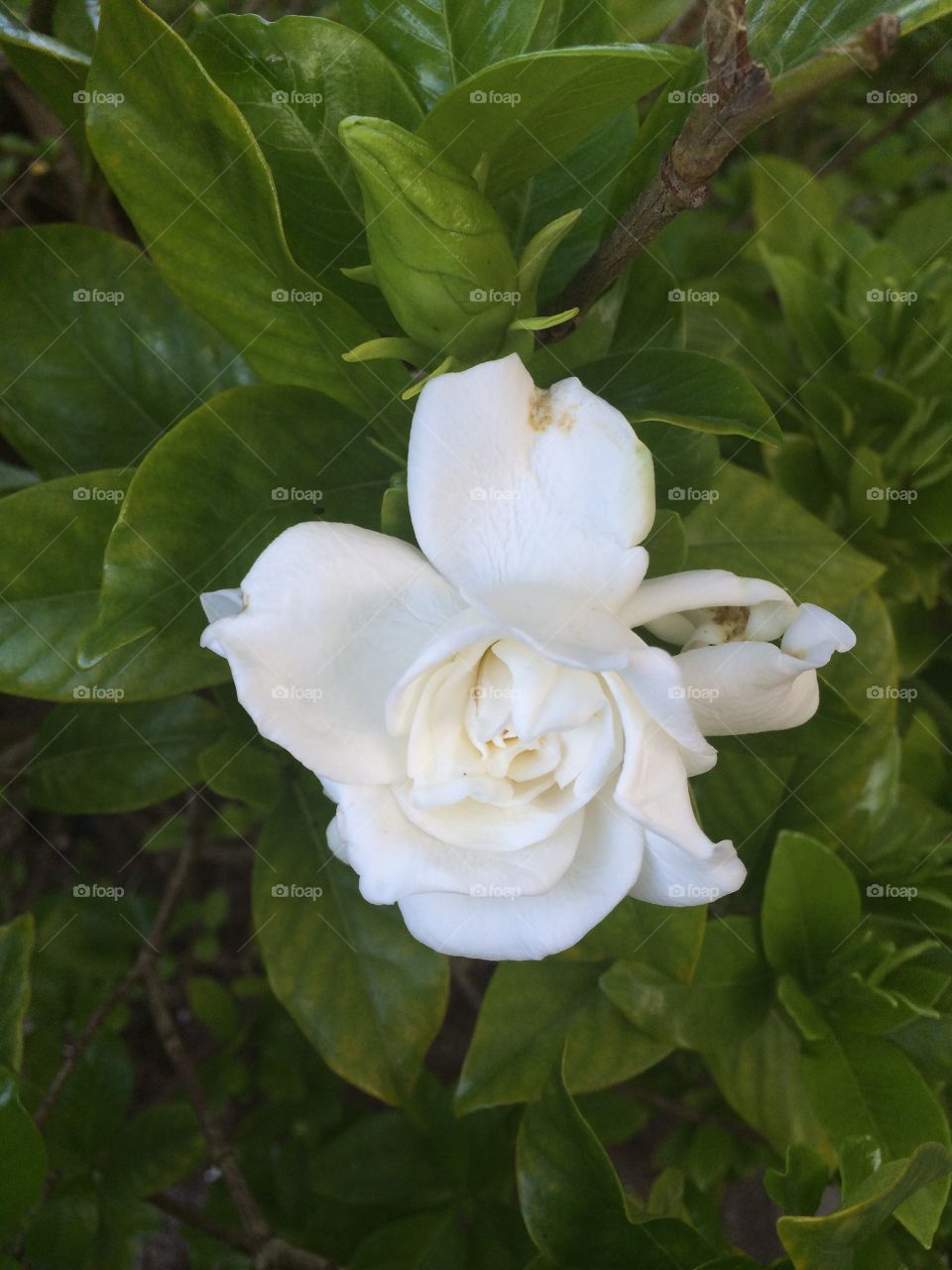 Gardenia. Gardenia