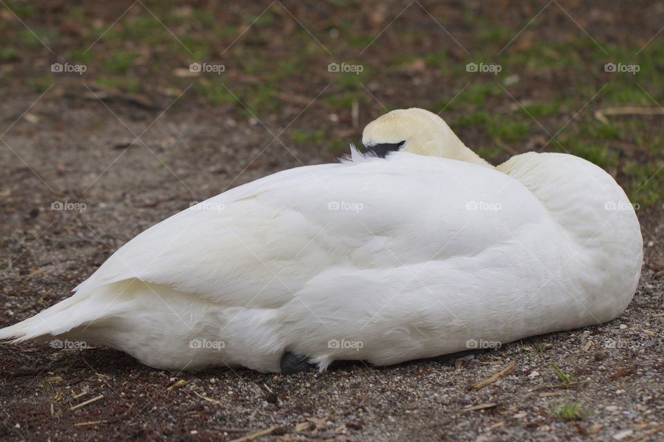 Swan resting on field