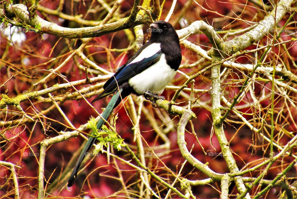 Magpie