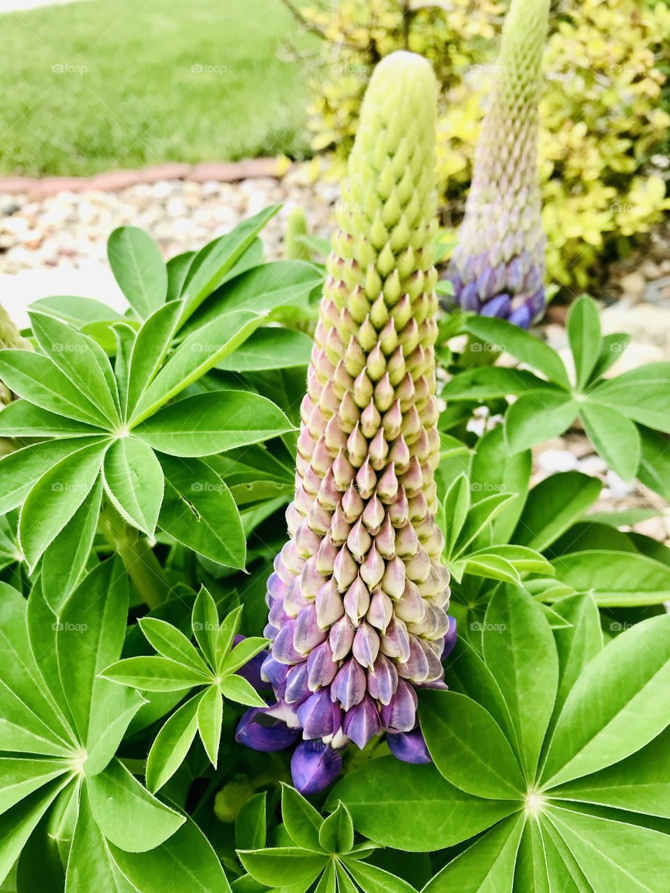 Gorgeous colored flowers from a very well kept garden captured on a beautiful afternoon! 