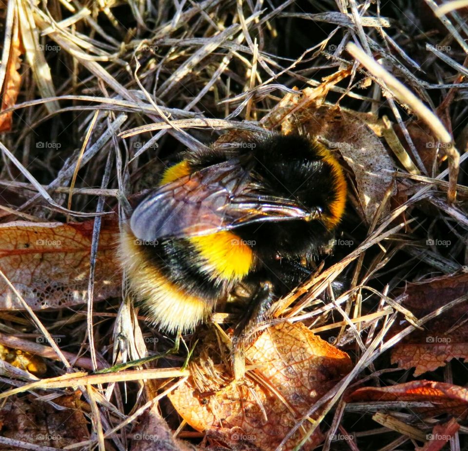 Bee. London, UK...