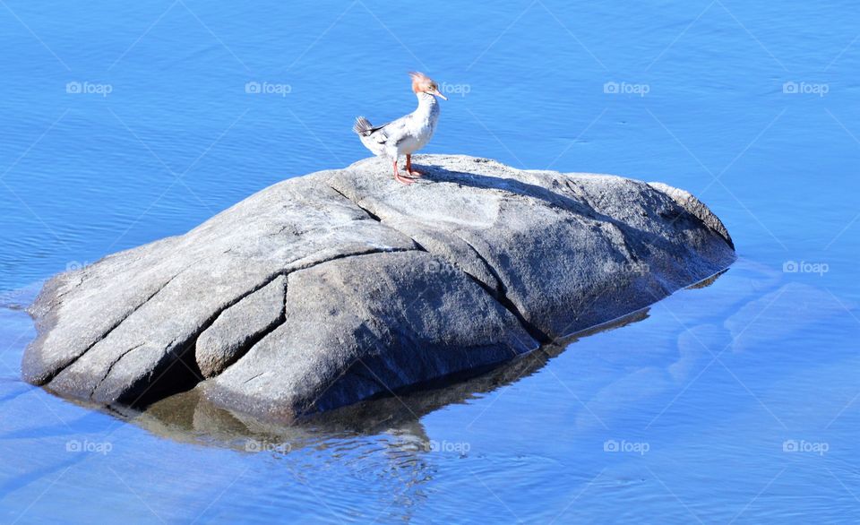blue water reflections of nature's beauty.