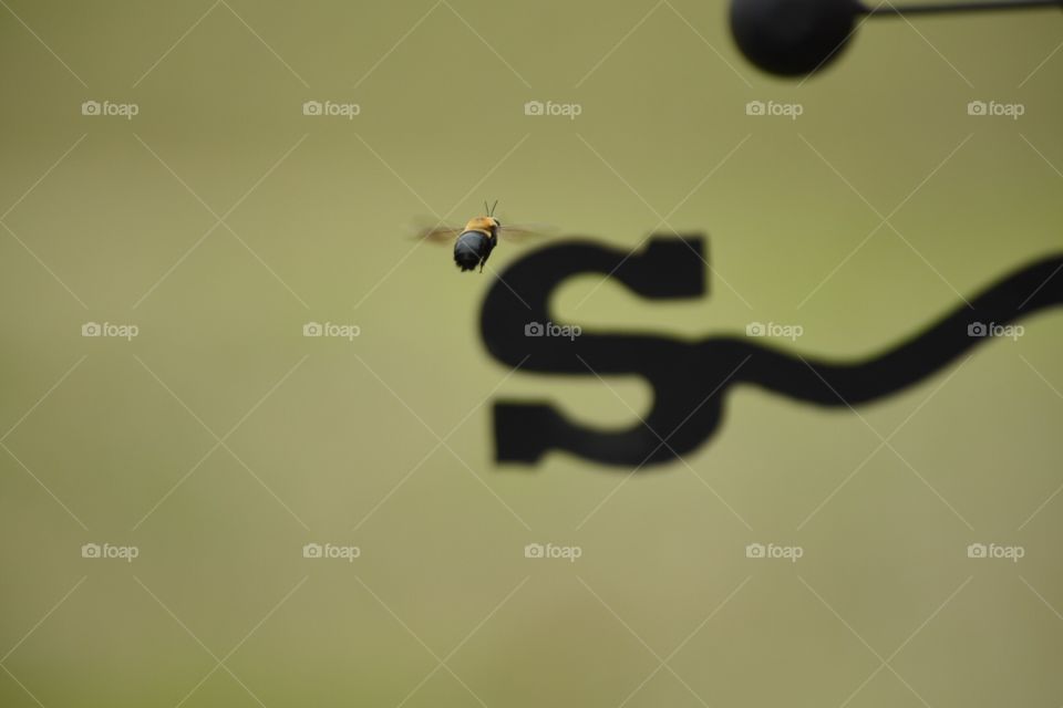 Darryl Wilson . Scene from the yard