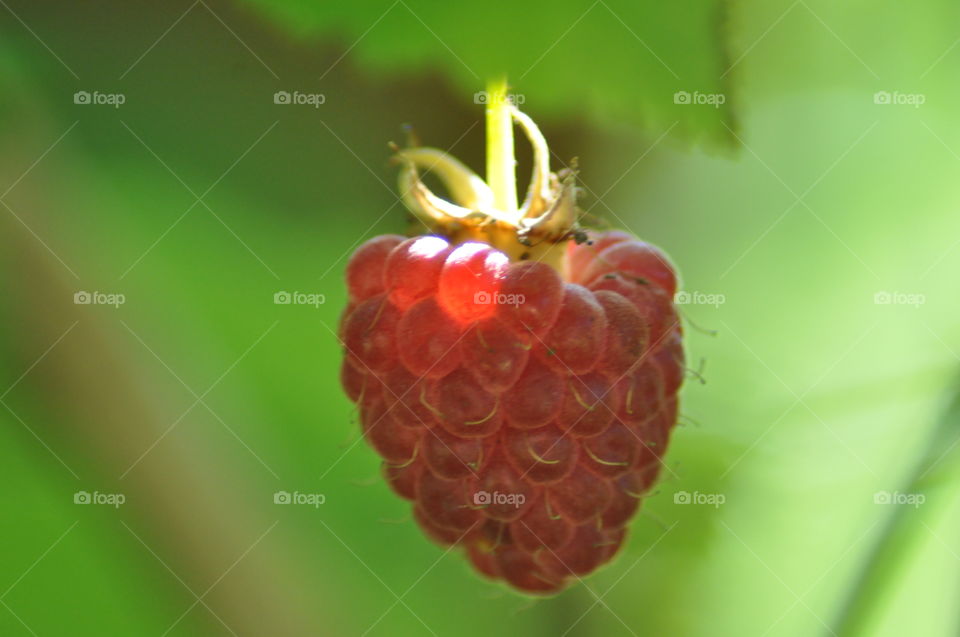 rasberry