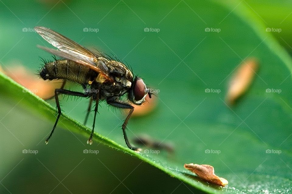 Fly on a petal