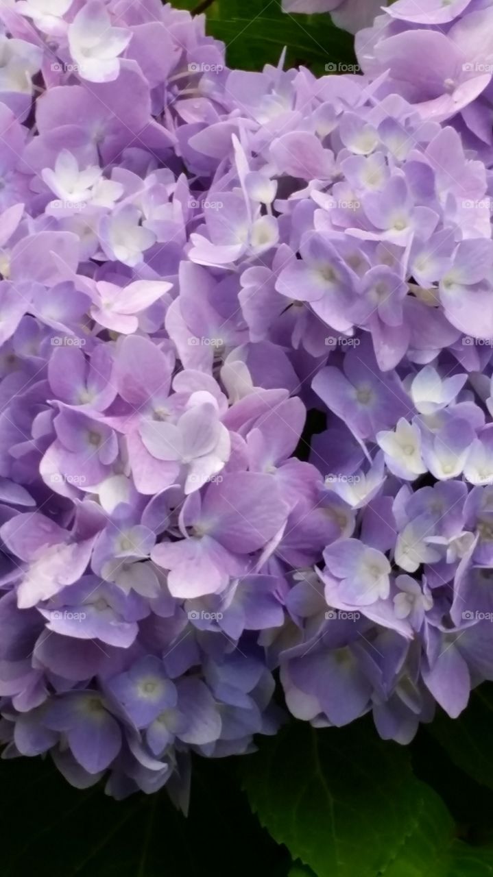hydrangeas . front yard