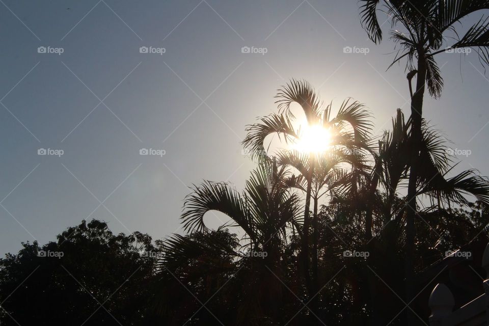 Sunstar peeking through Palm